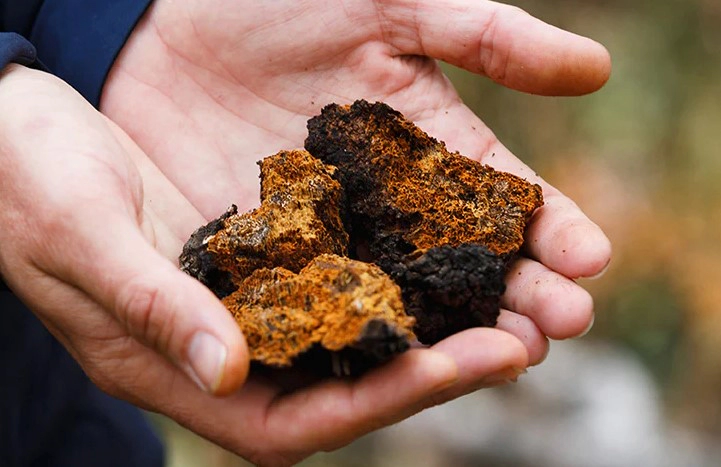 차가버섯 끓이는법