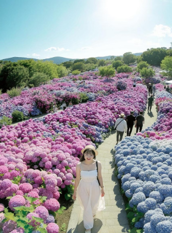 장생포 수국축제 최신 정보 13