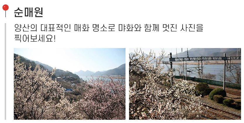 원동 매화축제