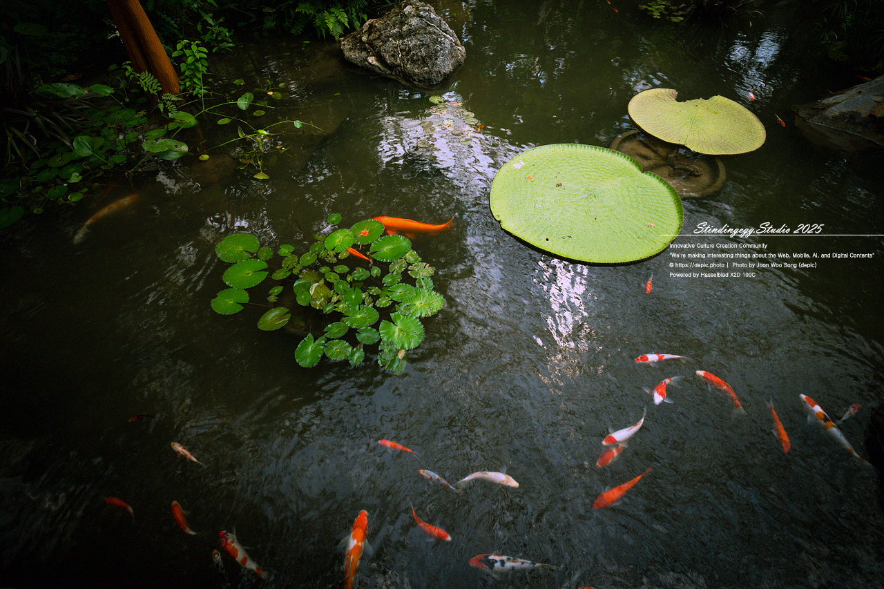 #세종 #수목원 #세종수목원 #온실 #꽃