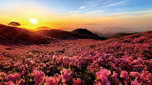 제28회 황매산 철쭉제 기본일정과 프로그램 소개