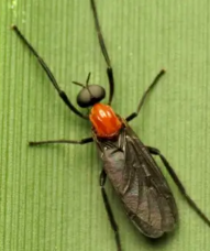 러브버그 퇴치 및 예방법