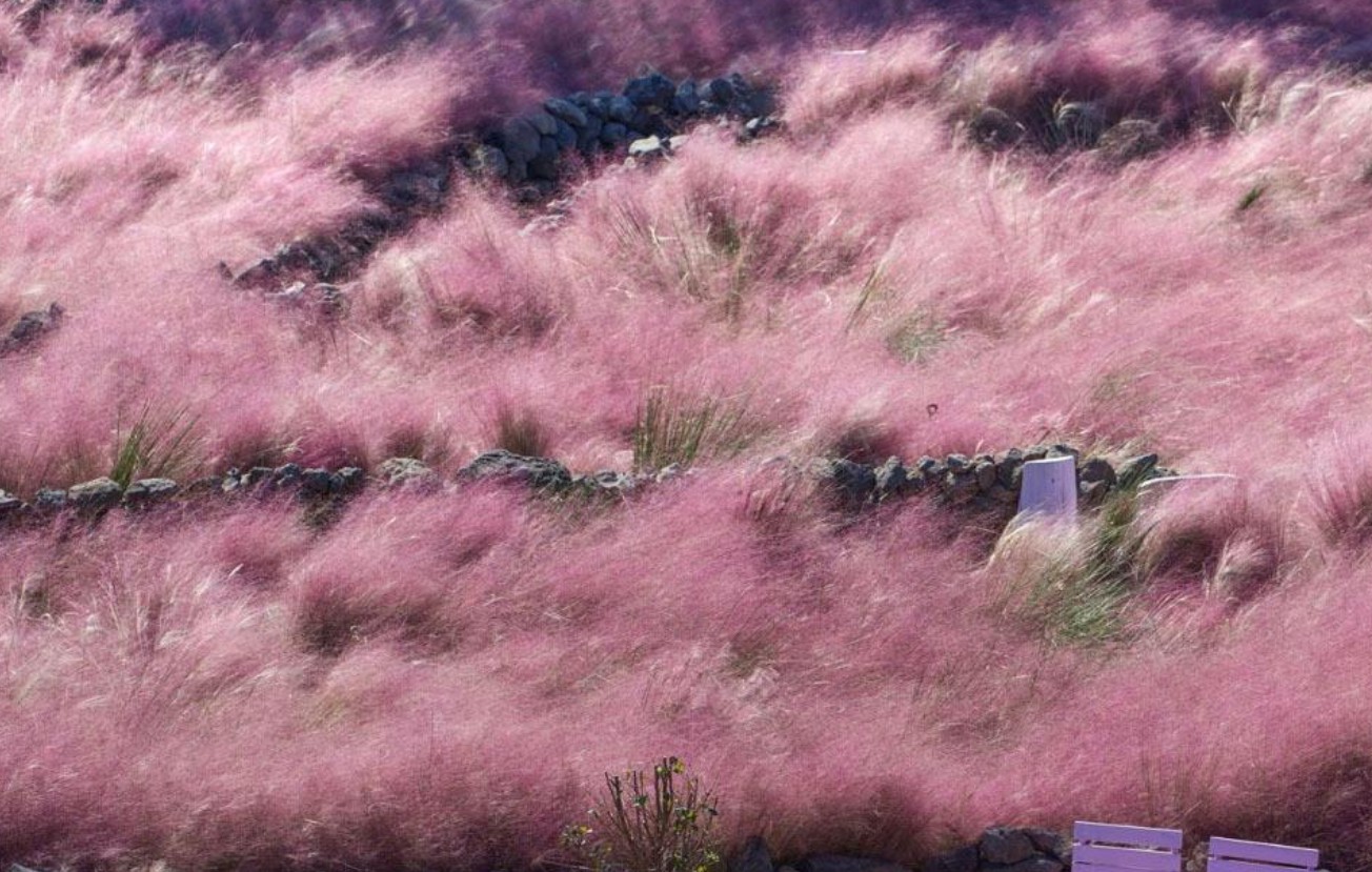 마노르블랑 루피너스 축제
