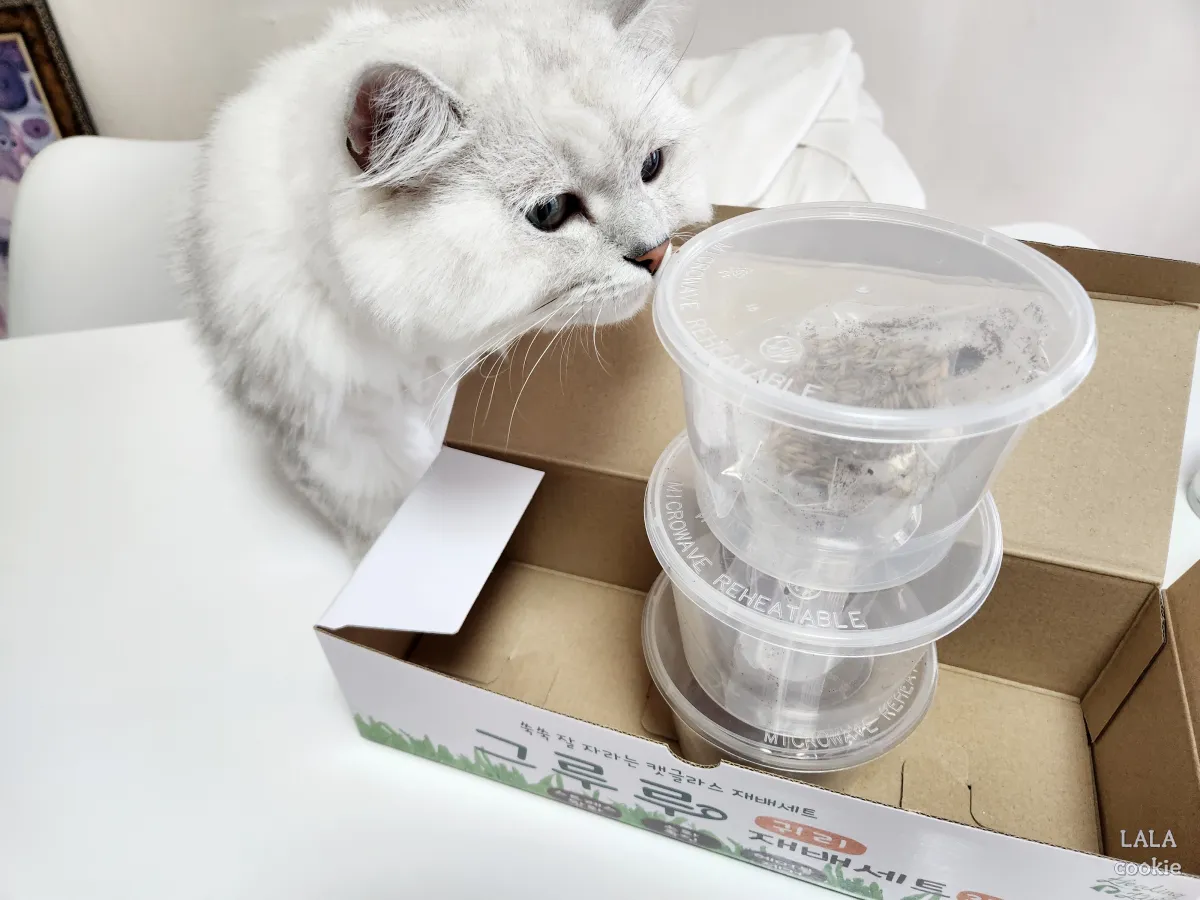 고양이-귀리-추천-그루루-포장-플라스틱-통