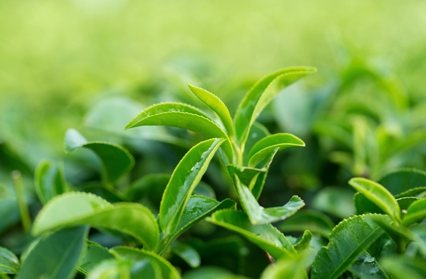 다이어트 보조제 : 녹차 추출물