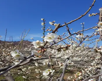 매화 개화시기_12
