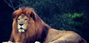 아시아사자 인도 동물 특징 성격_20