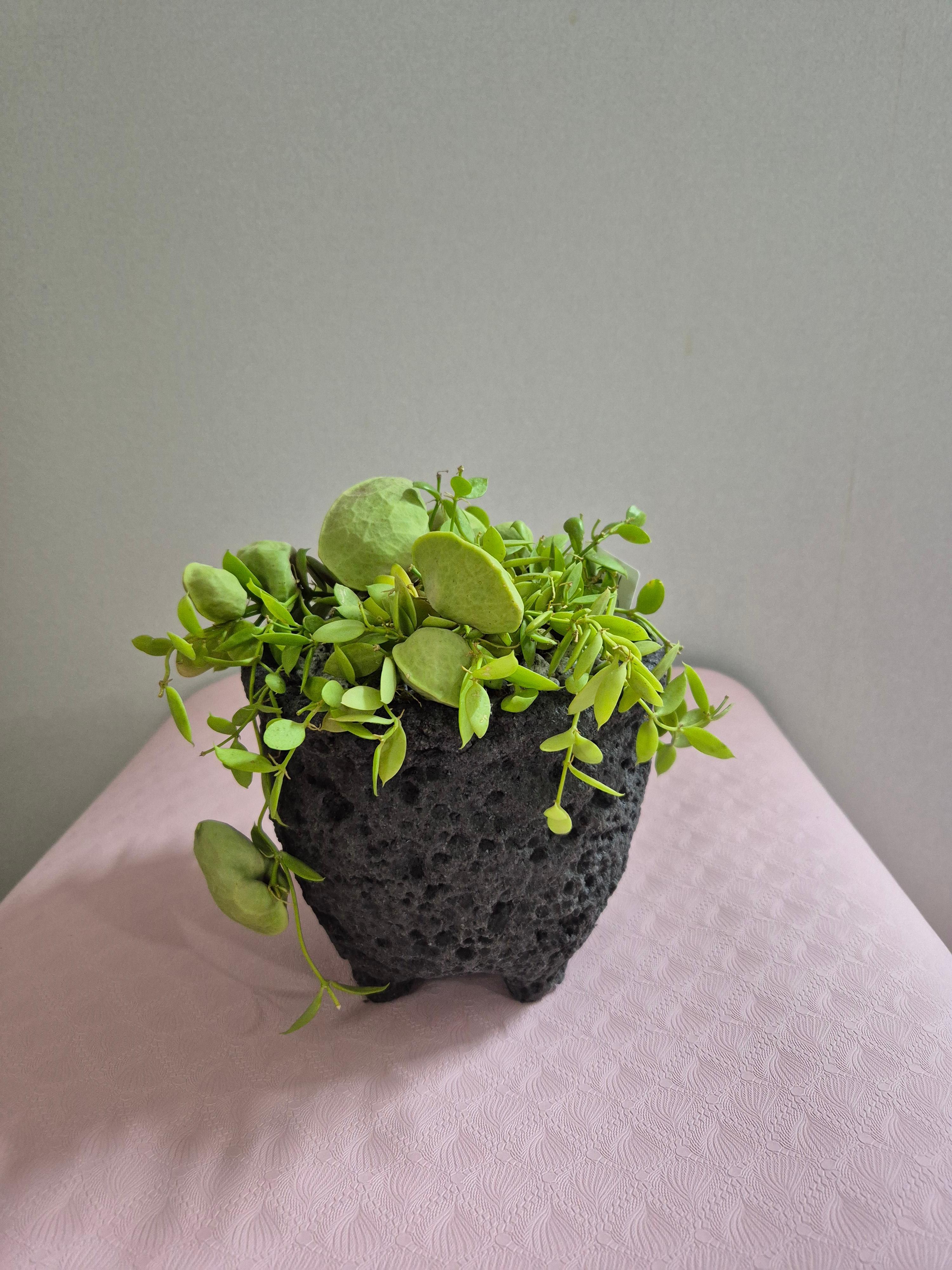 당진 포마이그린 꽃집&amp;#44; 화분&amp;#44; 꽃&amp;#44; 테라리움&amp;#44; 스칸디어모스 - 솔뫼성지 로컬푸드 입점&amp;#44; 테라리움수업&amp;#44; 꽃수업