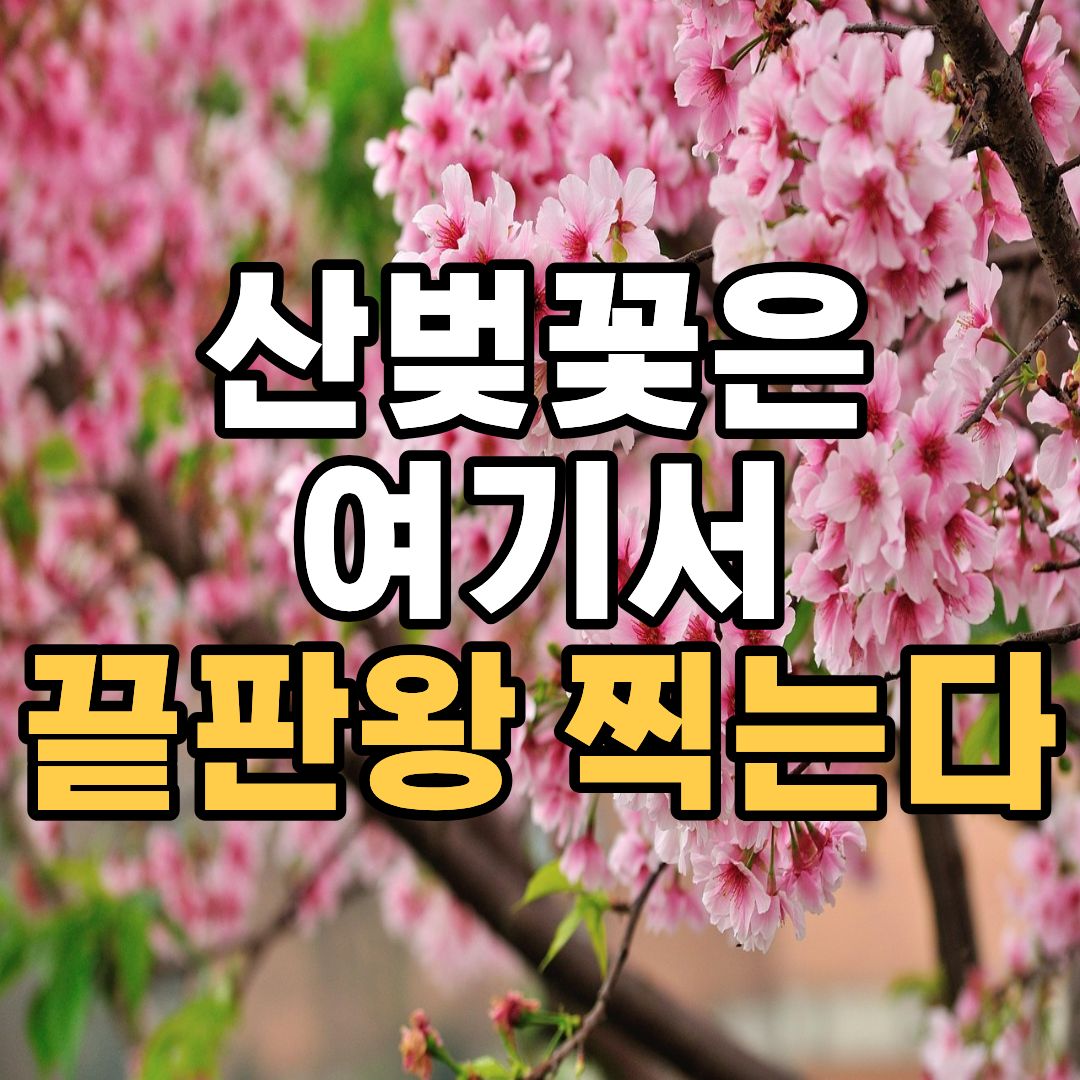 금산 보곡산골 산벚꽃 축제 2026 일정 및 개화시기