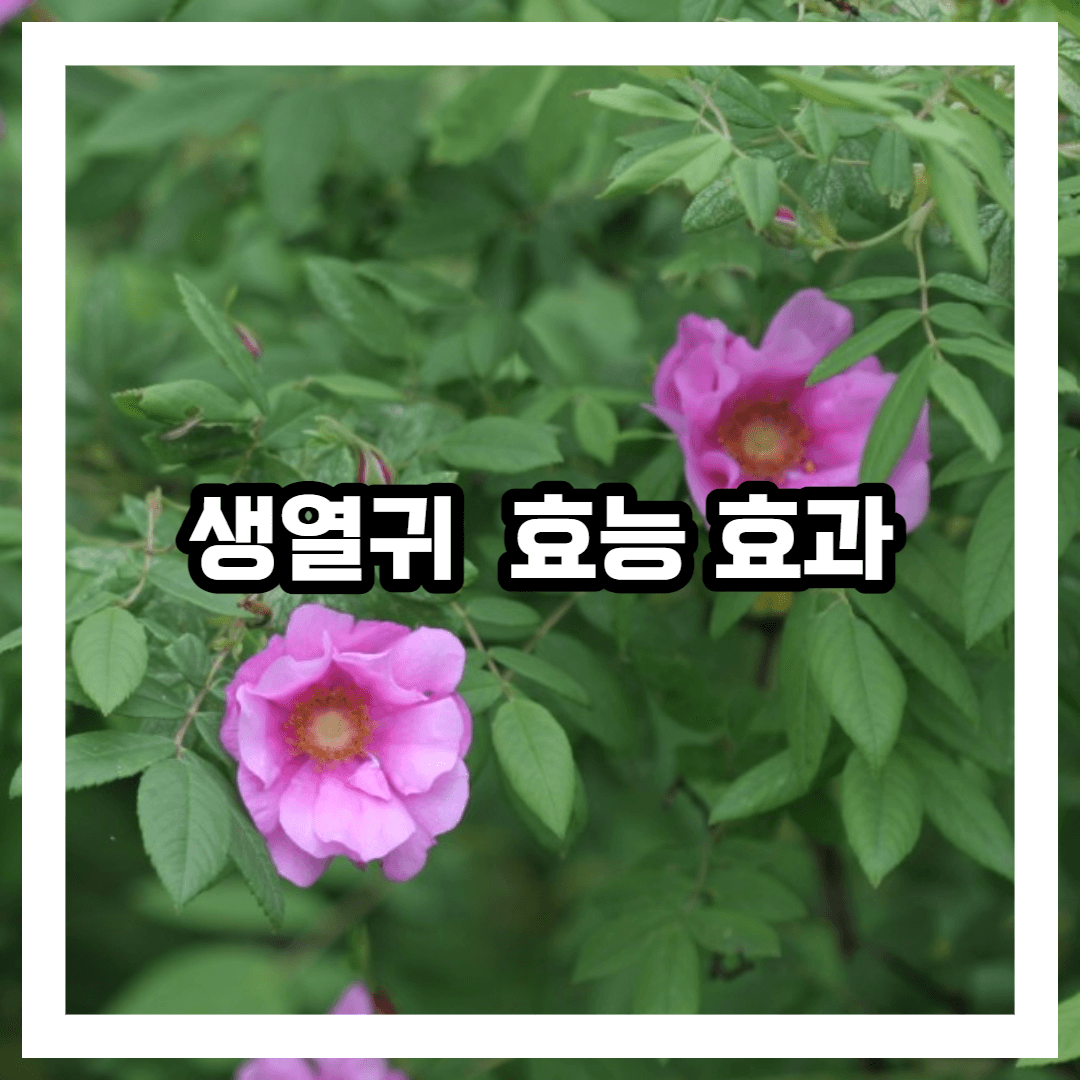 생열귀 사진 블로그 썸네일