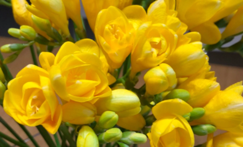 프리지아 향수 꽃다발 정보