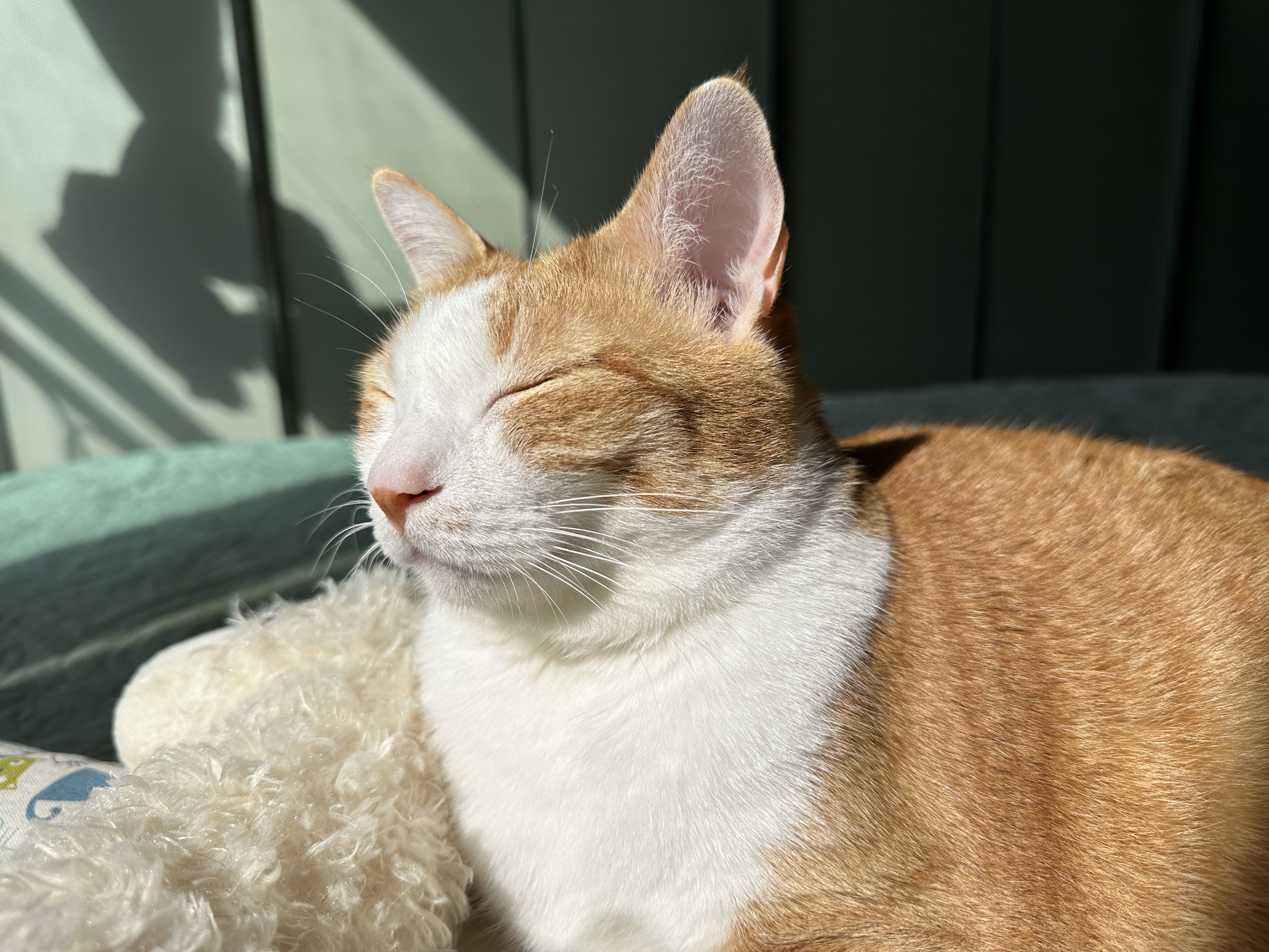 가을바람_냄새를_맡는_호야