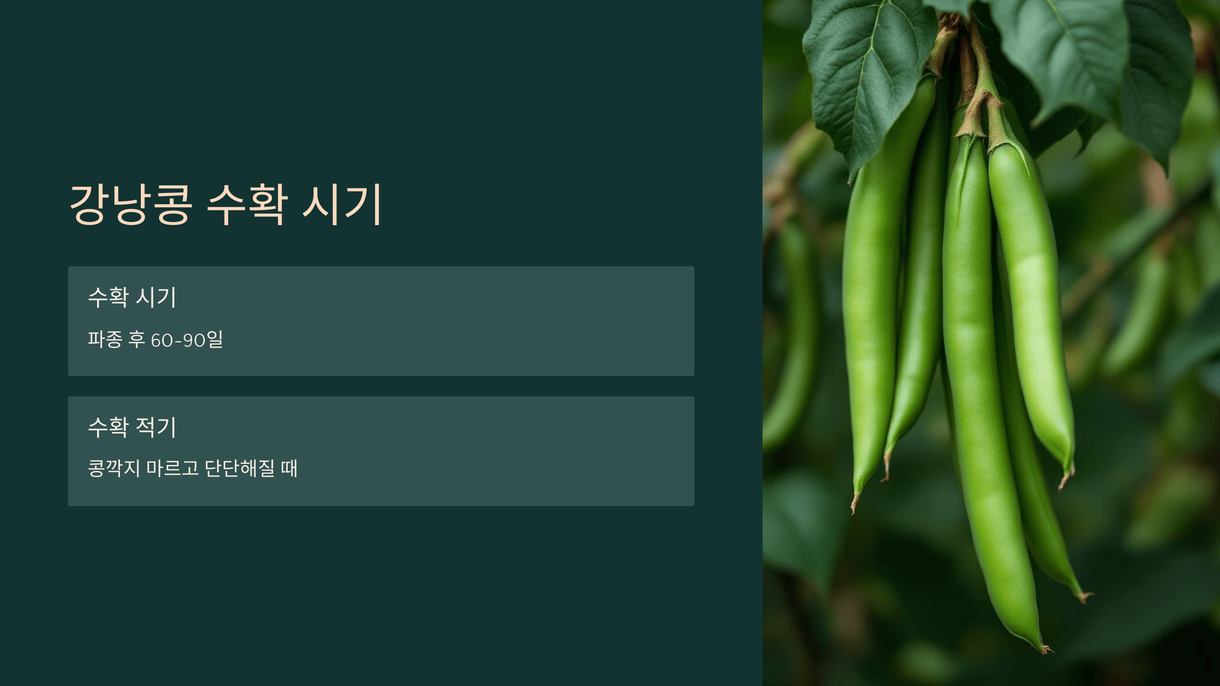 강낭콩 사진입니다.