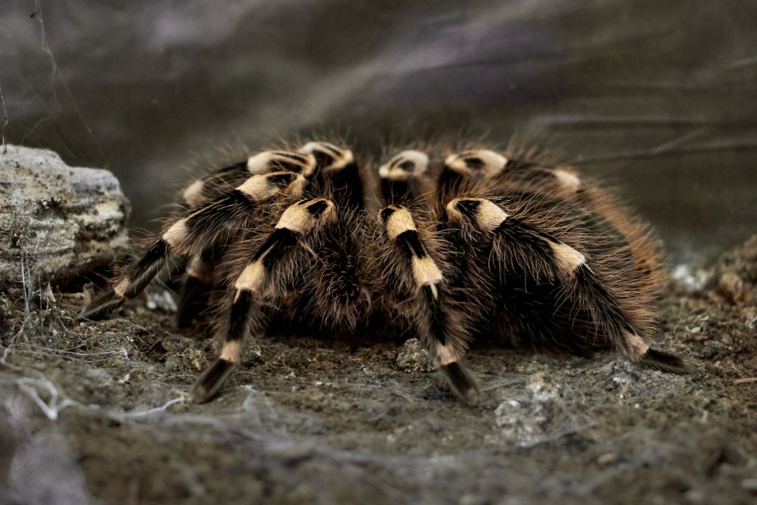 Spider
