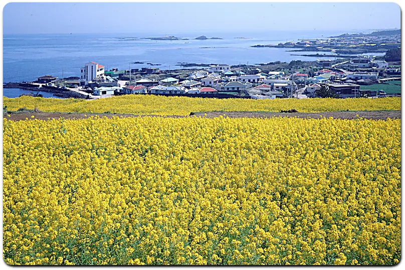 제주도 날씨 보기