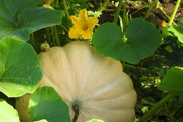 호박 수확 시기와 보관법 – 단단하고 맛있는 호박 고르는 팁