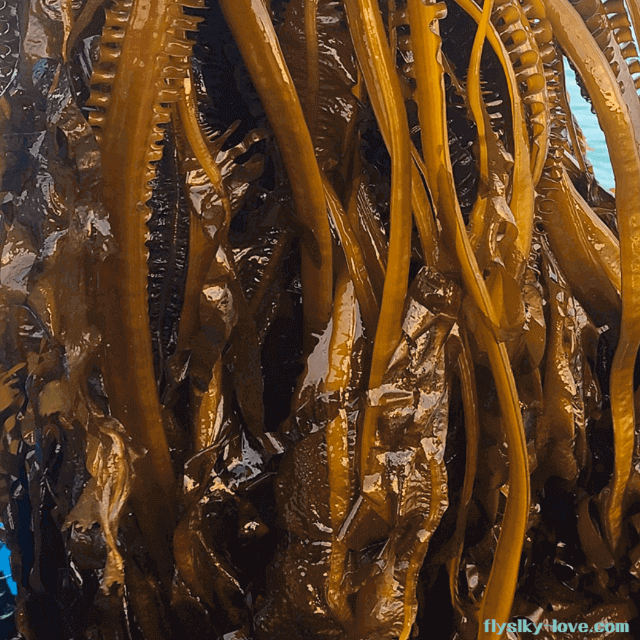 겨울이 제철인 물미역