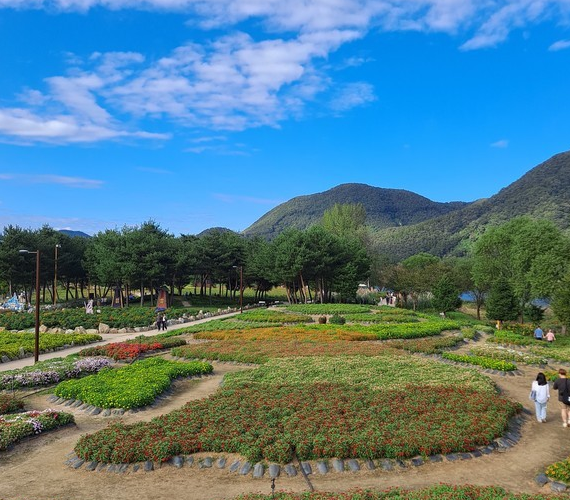 경기도 가평 자라섬 꽃 페스타