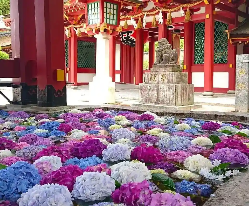 수국 감상