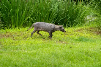 야생 너구리 도시 특징 매력 성격_17