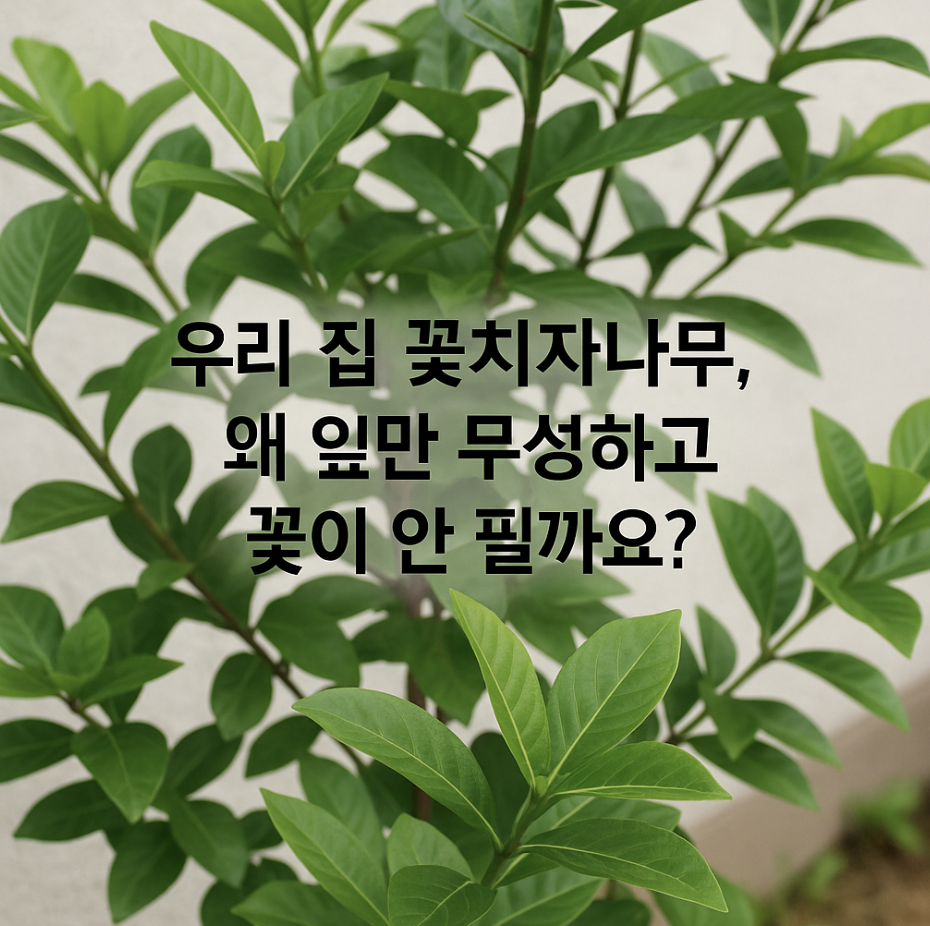 우리 집 꽃치자나무, 왜 잎만 무성하고 꽃이 안 필까요?