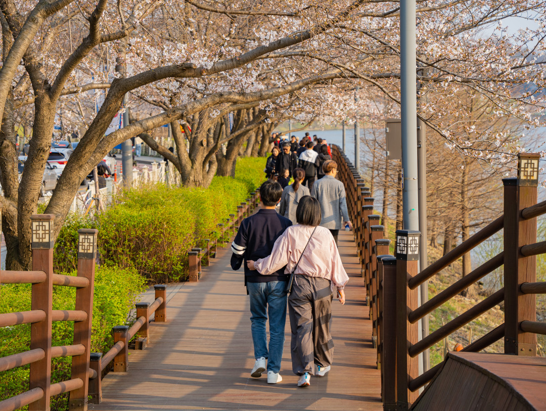 광교저수지 벚꽃 나들이