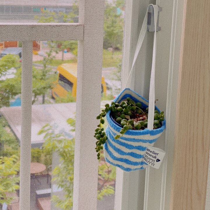 다육이사진
