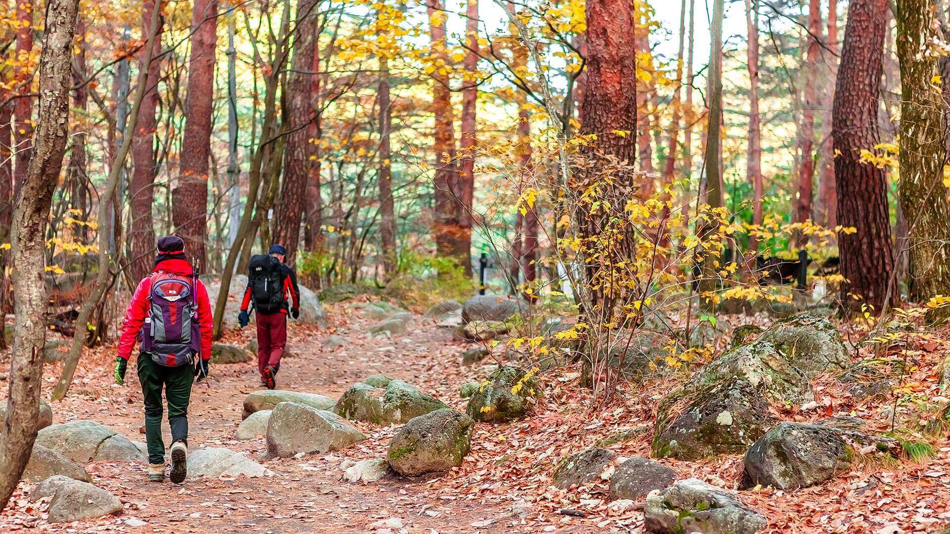강원도 가을 단풍 여행 가이드 : 2025 강릉 소금강 단풍 절정 시기 & 추천 코스