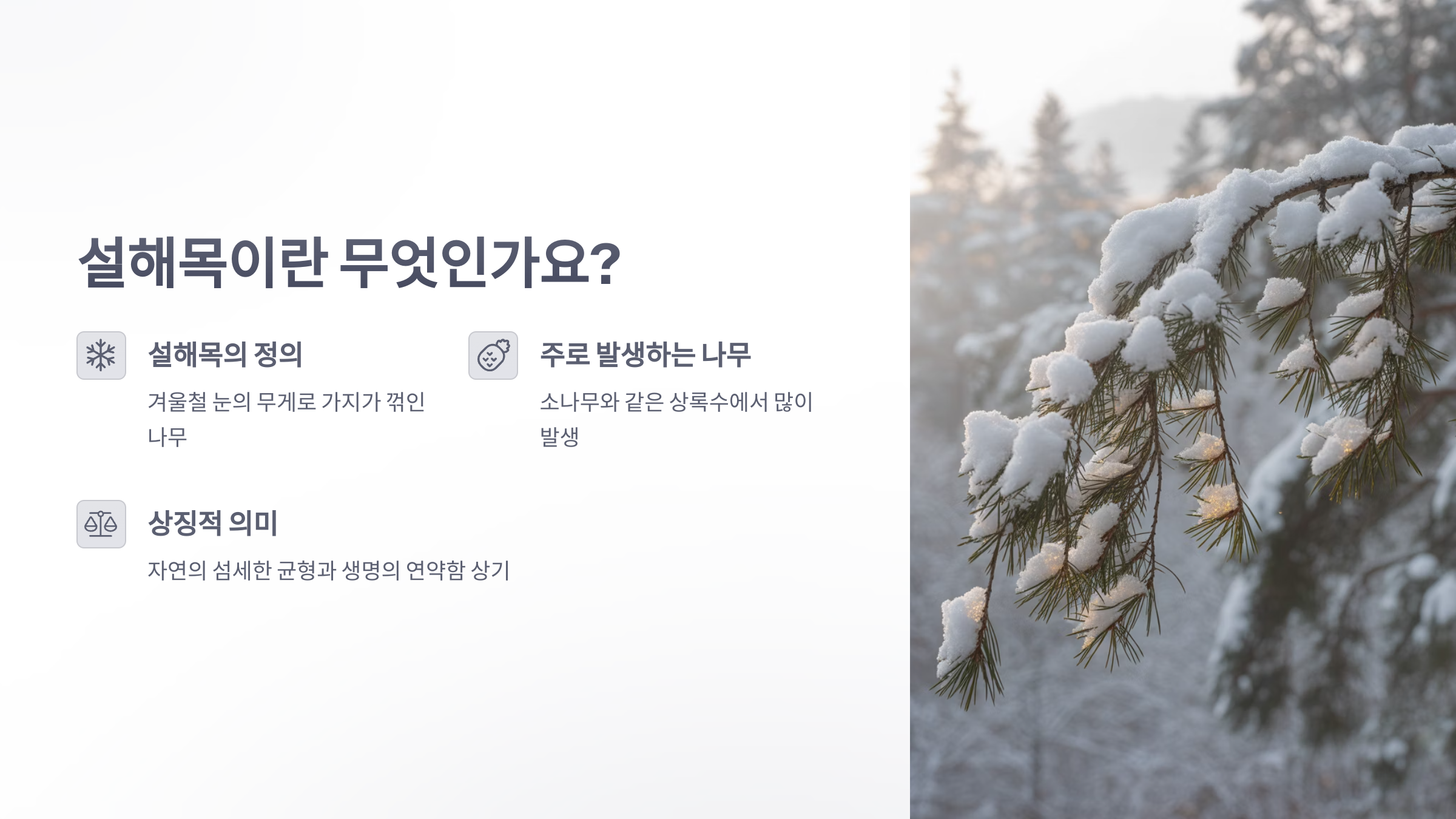 참조-설해목-소나무-둥지-2