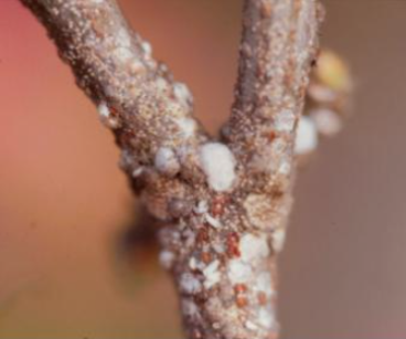 뽕나무깍지벌레