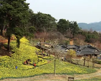 서산 유기방 가옥 수선화 축제_20