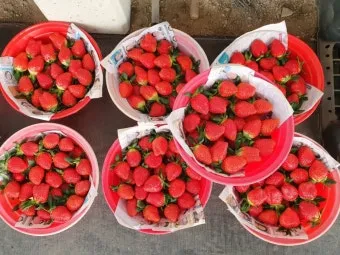 딸기 재배 런너 정리 보온 대책 하우스 관리_8