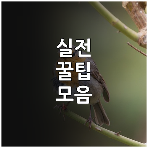 삼성카드 전환 발급 완벽 정리 자격부..