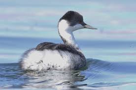 후닌 논병아리는 어떻게 먹이를 찾을까?