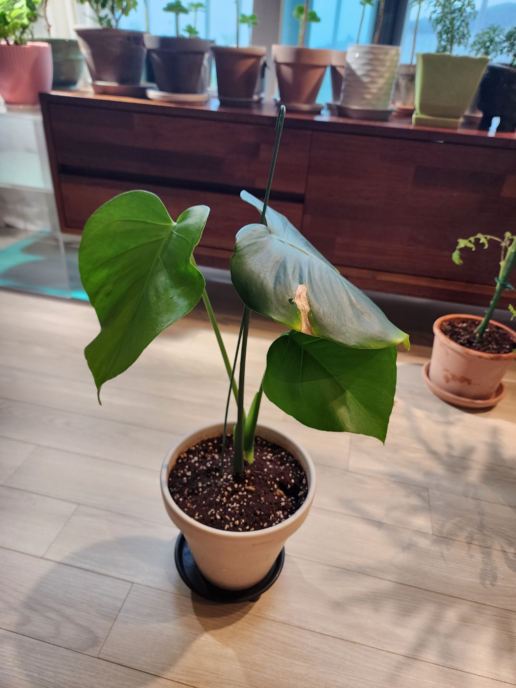 건강하지 않던 몬스테라들이에요