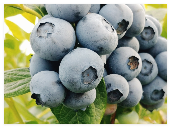 블루베리-효능-효소