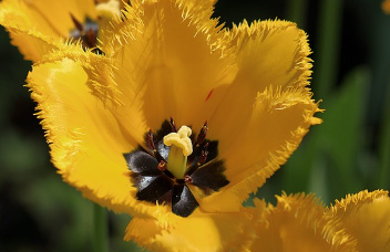 튤립파종 시기와 키우는 방법 알아보기 1