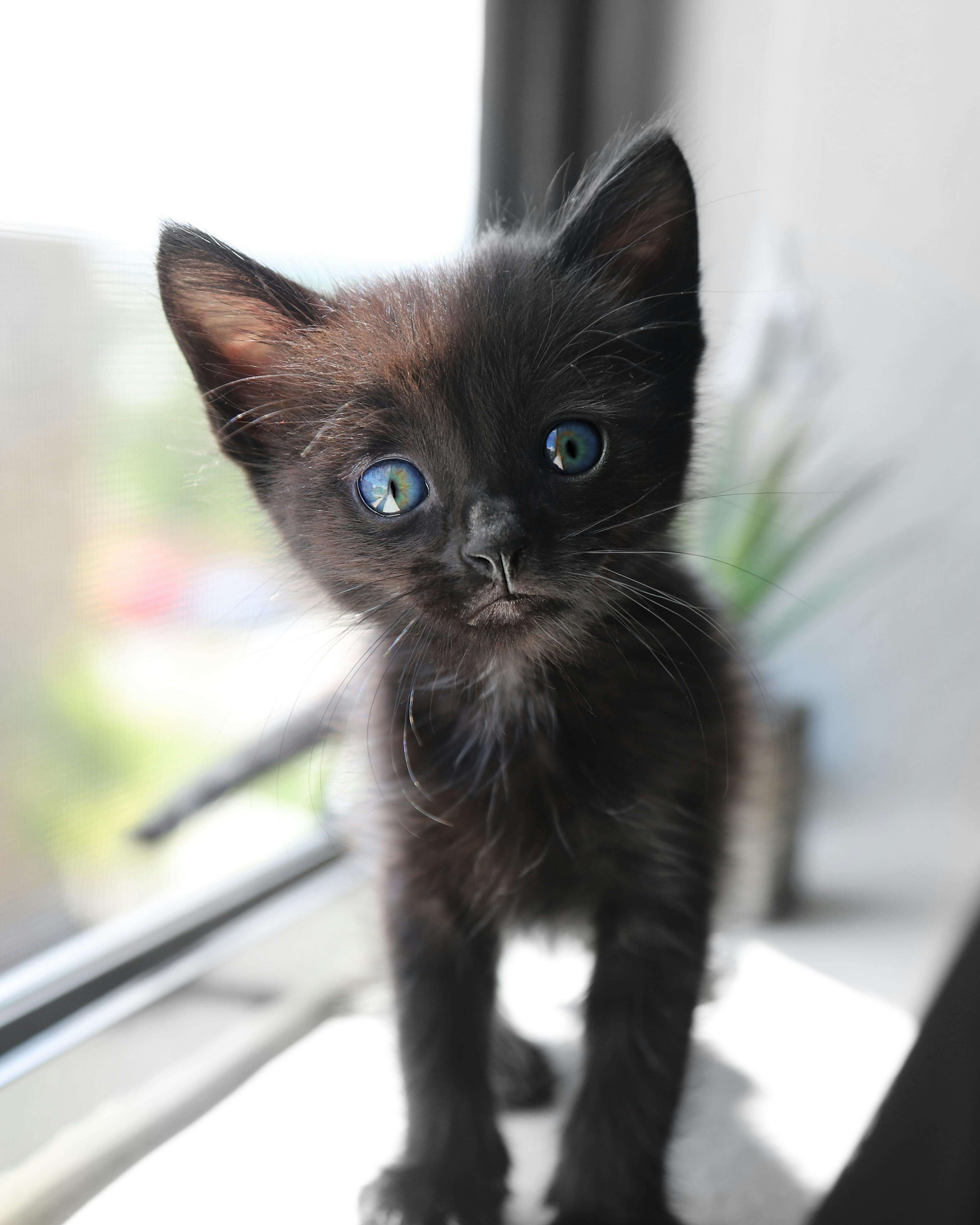 검은 고양이 이름 추천