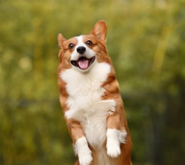 알레르기 증상 원인 예방법