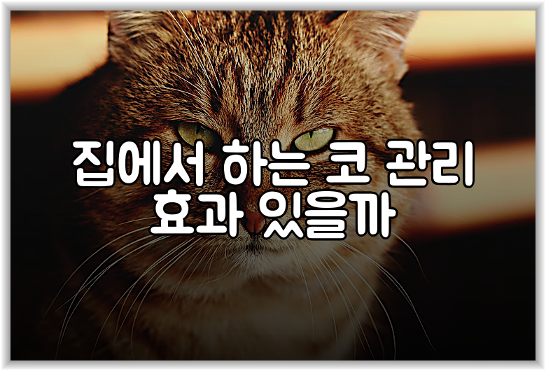 집에서 하는 코 관리 효과 있을까