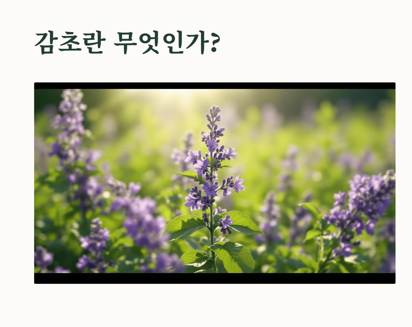 감초 효능