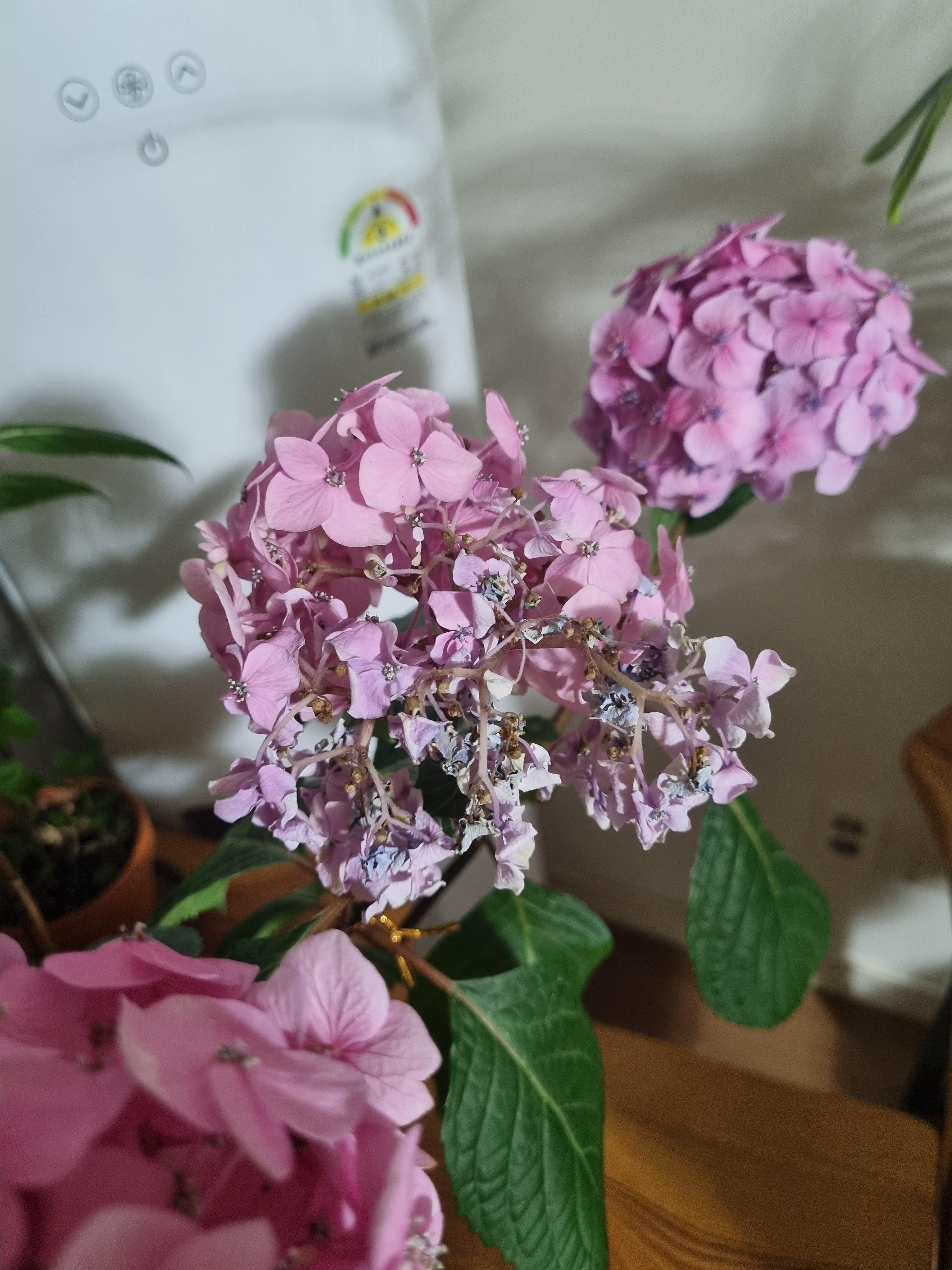 시들어버린 수국 꽃송이