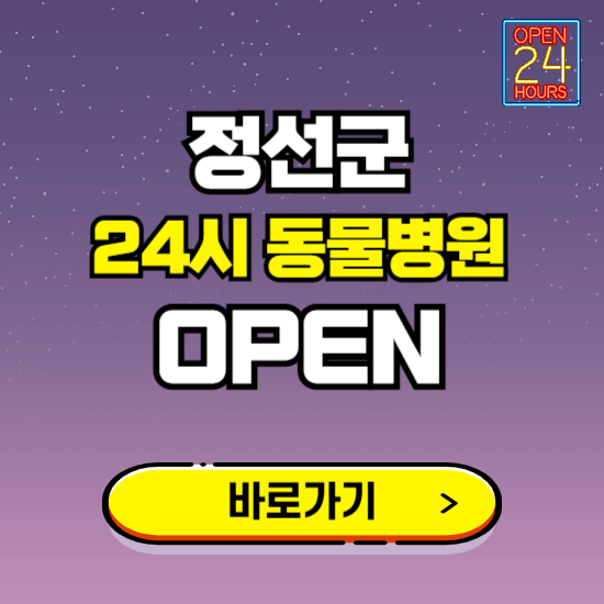정선군 24시 동물병원 진료하는 곳 ❘ 설날 휴일 야간 심야 문여는곳 찾기 ❘ 응급진료