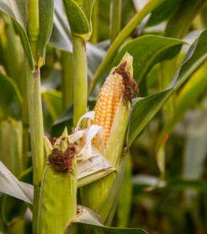 백내장에 좋은 음식 영양제 식단
