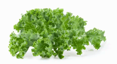 케일 이미지사진