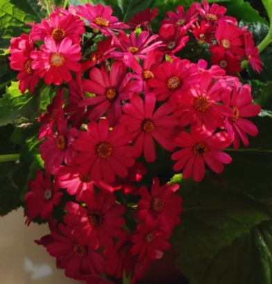 봄꽃 시네라리아