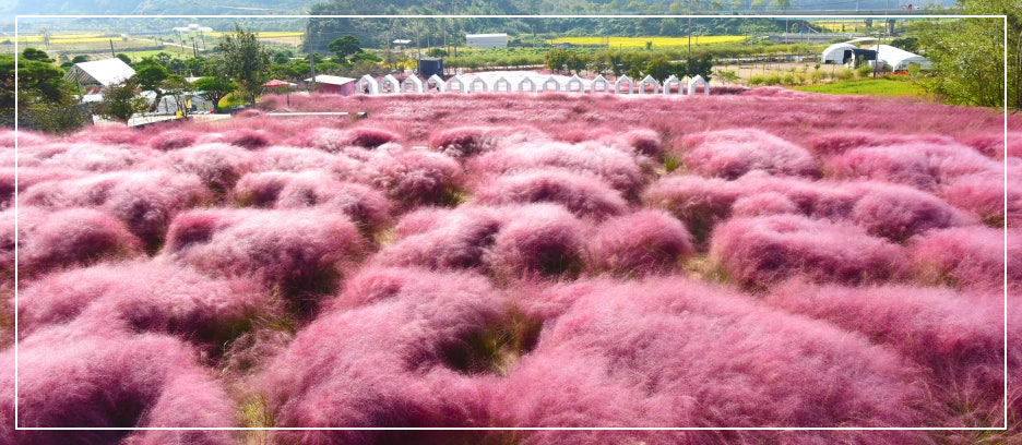 고창 핑크뮬리 축제 이미지/ 출처: 꽃객프로젝트