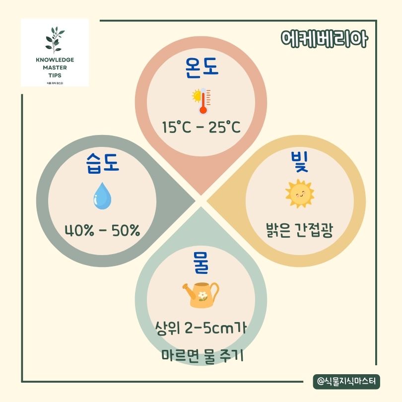 에케베리아 키우기 기본 관리 방법