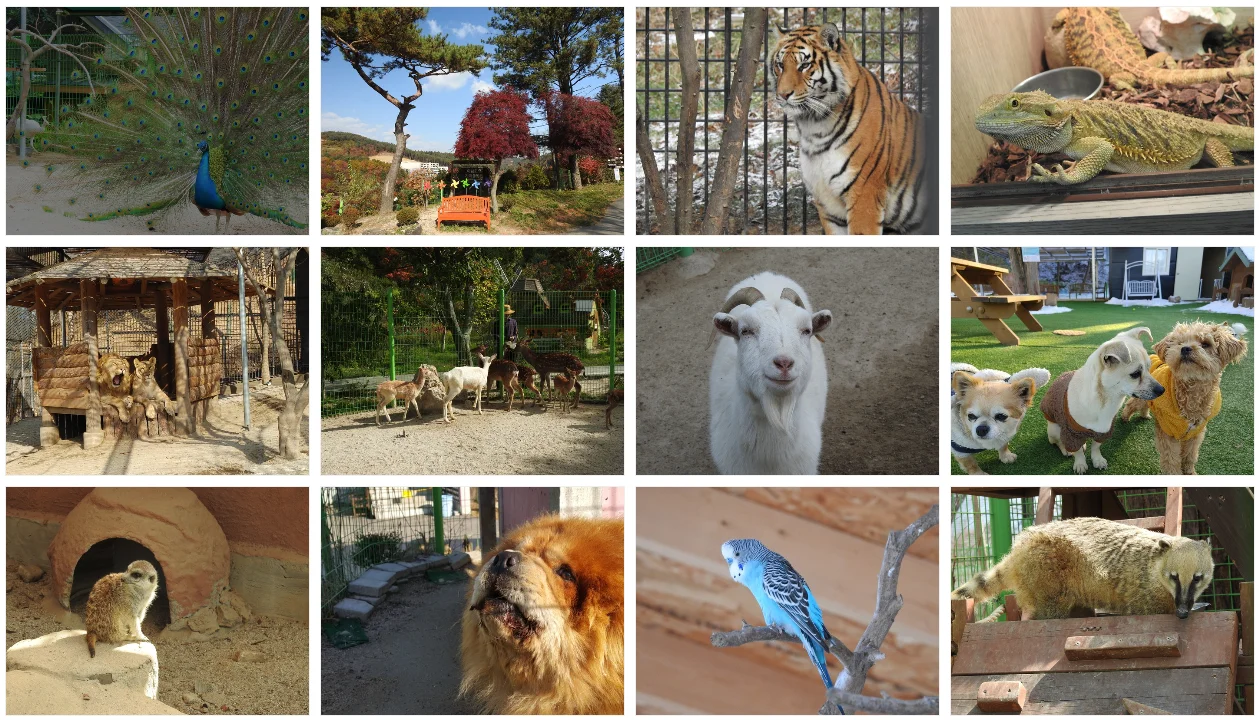 아침고요수목원 들국화전시회