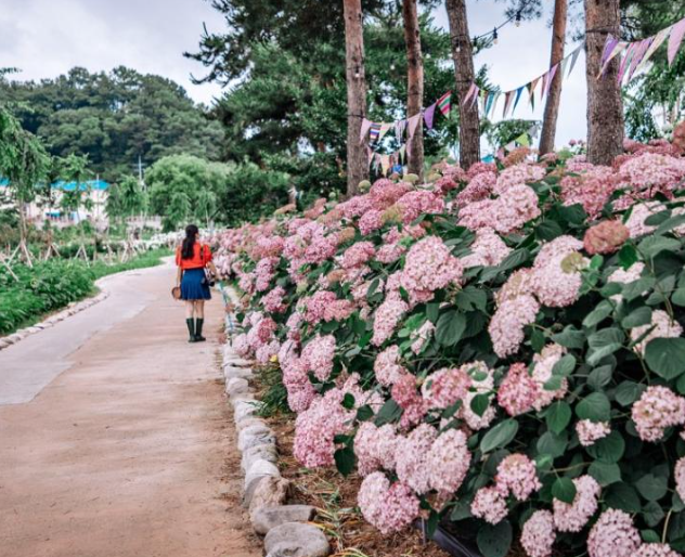 6월 공주 유구 색동수국정원 꽃축제(출처-홈페이지)